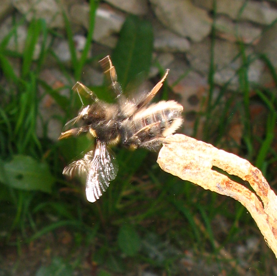  bombo con problemi di volo 